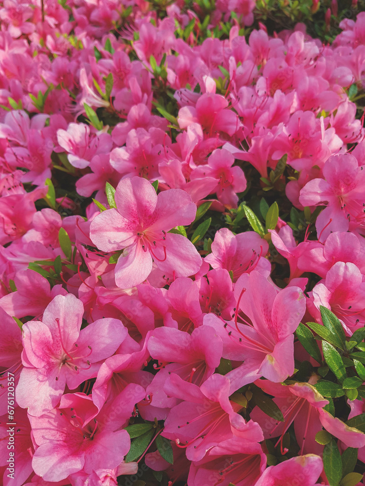 Beautiful Japanese pink Azalea flowers cut into a dense shrubbery. Full in bloom in may, springtime. Background full of flowers. Beautiful Japanese pink Azalea flowers cut into a dense shrubbery. Full in bloom in may, springtime. Background full of flowers.