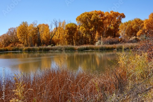 A group of trees reflecting on water turn yellow during autumn as the seasons change.