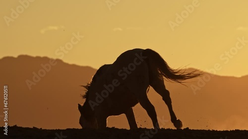 Wild horse kicking and running down hill during golden hour in the Utah desert in slow motion.