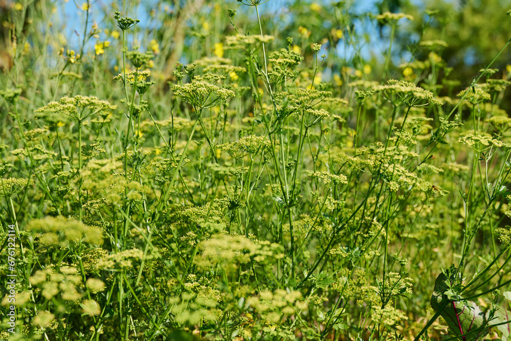 Fototapeta premium Close up of parsley plant with branches with seeds