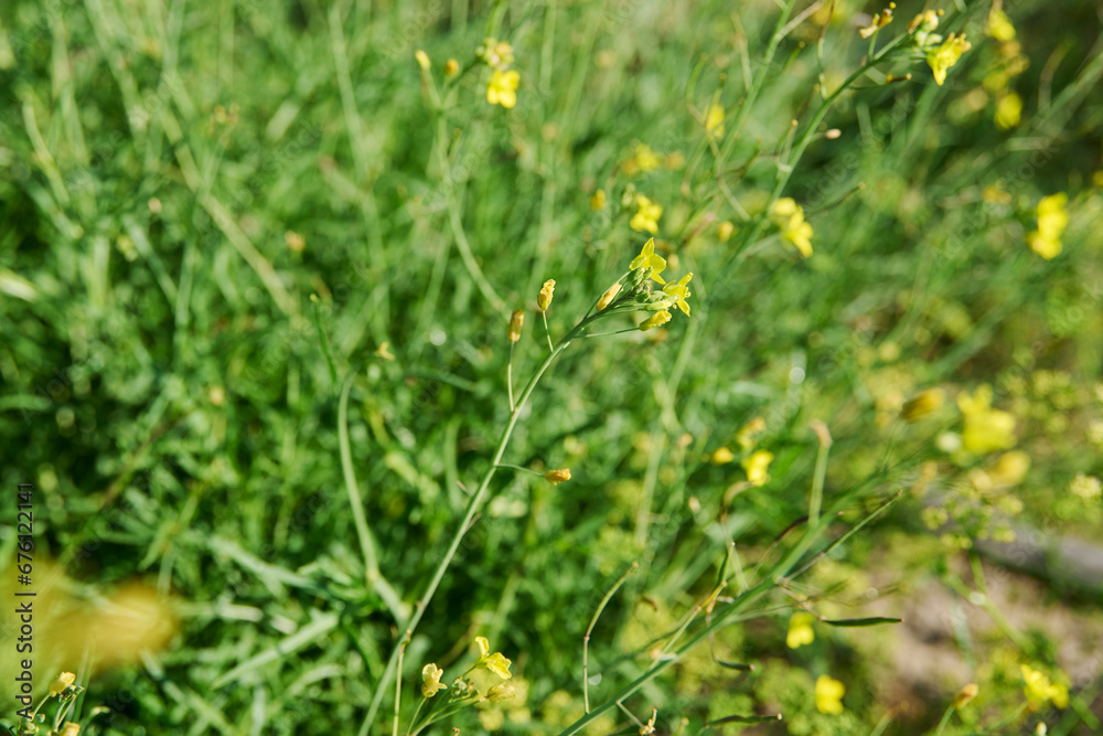 Close up of arugula plant with branches with flowers with seeds Close up of arugula plant with branches with flowers with seeds