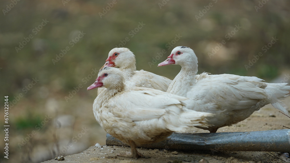 The ducks resting in the backyard in the countryside of the China The ducks resting in the backyard in the countryside of the China