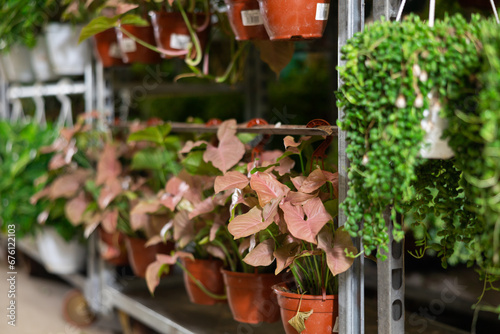 Wholesale warehouse is a retail store of gardening goods and indoor plants. Rows of young plants of syngonium red heart penjar are located in hanging pots on showcase photo