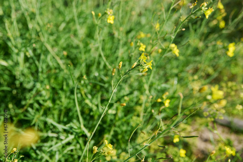 Close up of arugula plant with branches with flowers with seeds