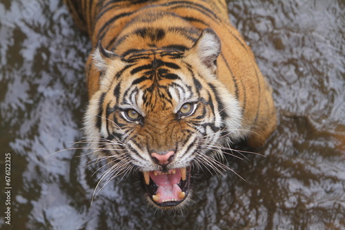 portrait of a Sumatran tiger roaring from a pond