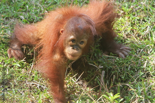portrait of a small orangutan looking up up from the grass