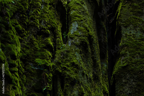 Lush thick green moss covering solid rock, Adrspach rocks, Czech Republic © Vidu Gunaratna