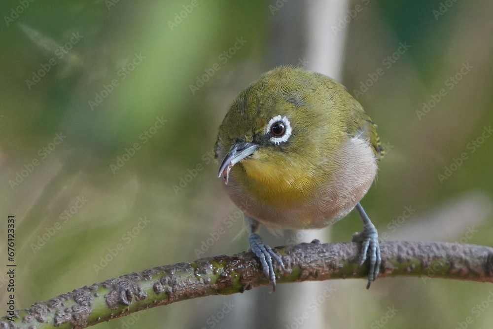japanese white eye in a forest japanese white eye in a forest