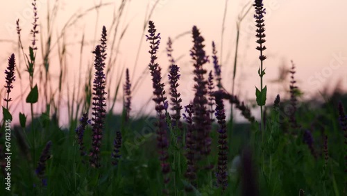 Purple Flowers Closeup after Sunset Pink Red Skies