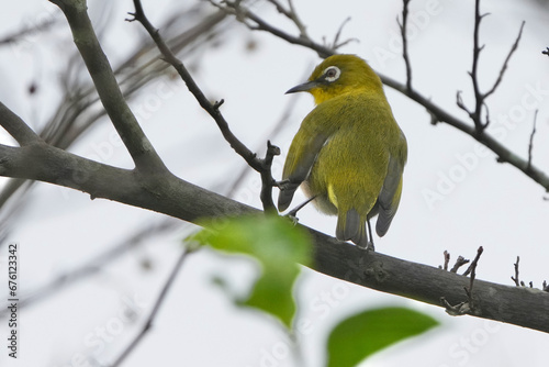 japanese white eye in a forest