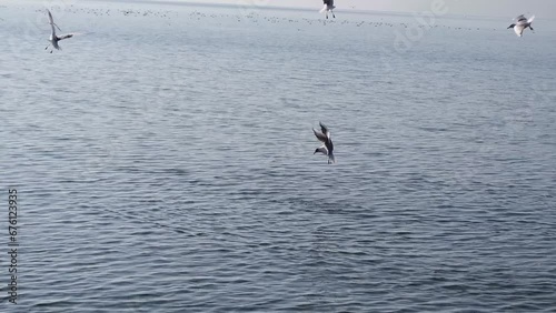 Hungry gulls that fly over the lake and dive for food in the water.