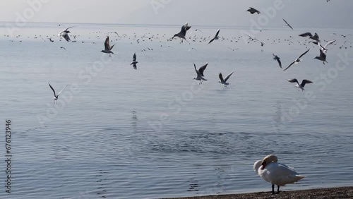 Hungry gulls that fly over the lake and dive for food in the water.
