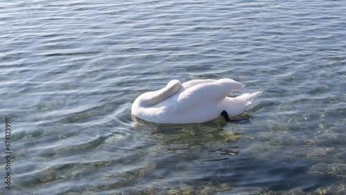 White swans swim in the waters of a beautiful lake and they feed on bread thrown into the water.