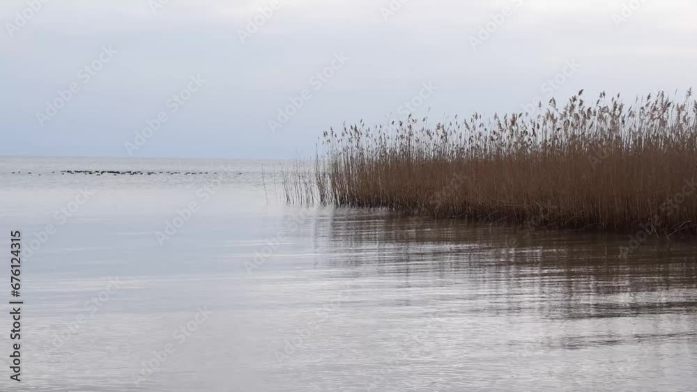 The reeds ripple in the waters of the lake, a flock of birds swims in the distance The reeds ripple in the waters of the lake, a flock of birds swims in the distance