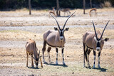 Some oryx gazelles feeding together in safari area during daytime
