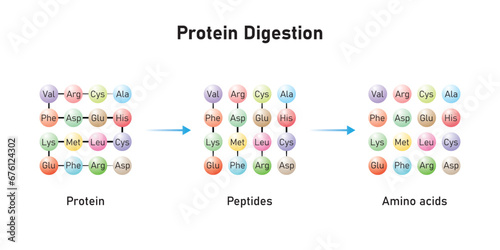 Protein Digestion to Amino Acids. Amino Acids, Peptides and Protein Scientific Design. Vector Illustration.