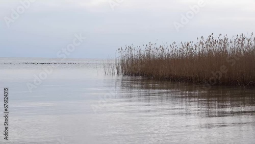 The reeds ripple in the waters of the lake, a flock of birds swims in the distance