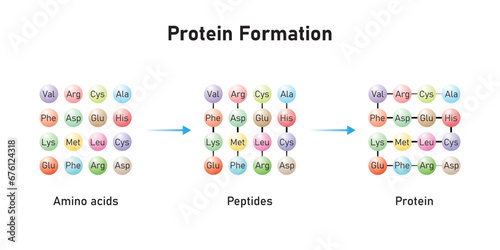 Protein Formation From Amino Acids. Amino Acids, Peptides and Protein Scientific Design. Vector Illustration.