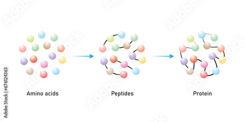 Protein Formation From Amino Acids. Amino Acids, Peptides and Protein Scientific Design. Vector Illustration. photo