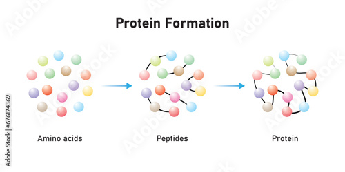 Protein Formation From Amino Acids. Amino Acids, Peptides and Protein Scientific Design. Vector Illustration.