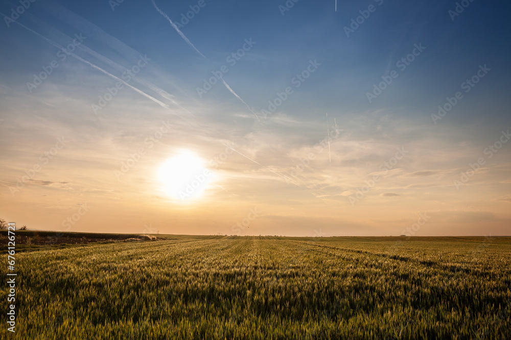 wheat field, green color, on a sunny afternoon dusk with blue sky, in a typical serbian agricultural landscape, at the spring season, in Vojvodina, with the sun in background.
