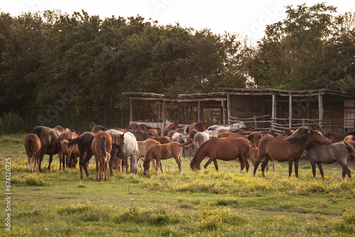 Selective blur on a group, a herd of horses, brown & white at sunset, in Zasavica, Serbia, eating and grazing horse in a traditional rural farm landscape. Equidae are a symbol of countryside animals.