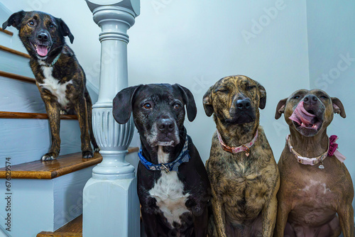 Four dogs waiting for a treat.