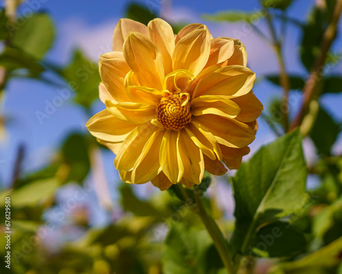 Yellow Dahlia flower. 