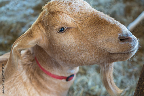 Close-up of cream colored goat at Drumlin Farm.