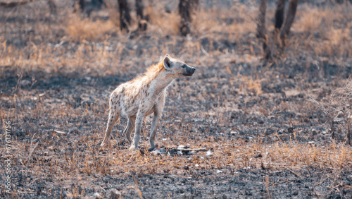 Spotted hyena (Crocuta crocuta) alone, in Serengeti National Park, Tanzania photo