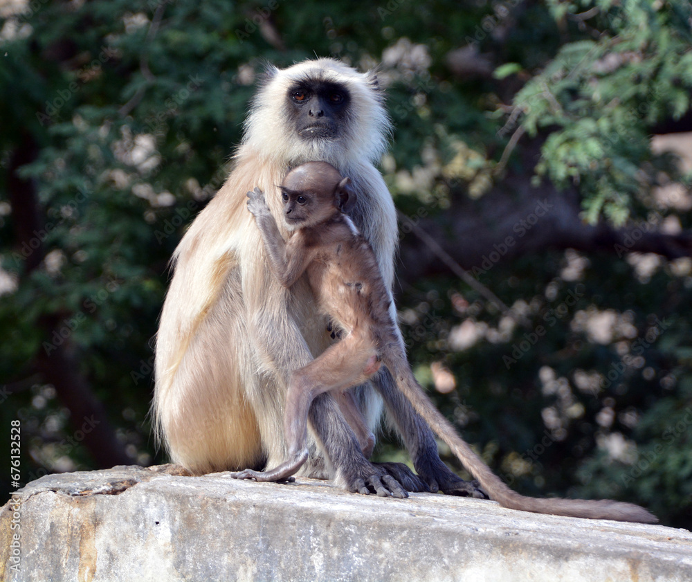Fototapeta premium Gray langurs, also called Hanuman langurs and Hanuman monkeys, are Old World monkeys native to the Indian subcontinent constituting the genus Semnopithecus.