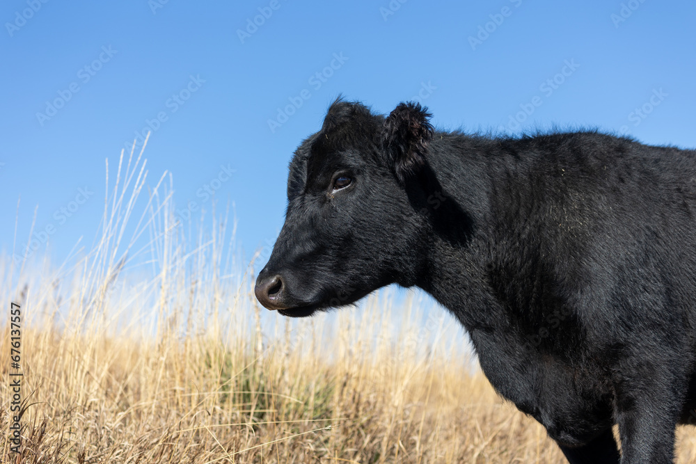 Cow in an Open Pasture, Sunshine on a Cattle Ranch Cow in an Open Pasture, Sunshine on a Cattle Ranch