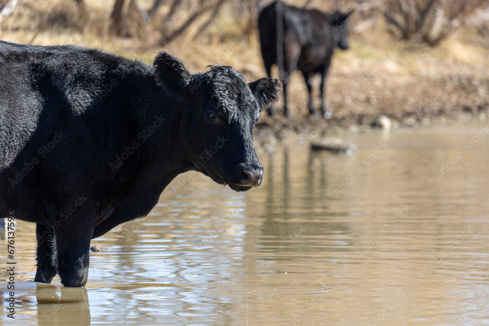 Cow Standing in Reservoir and Drinking Water