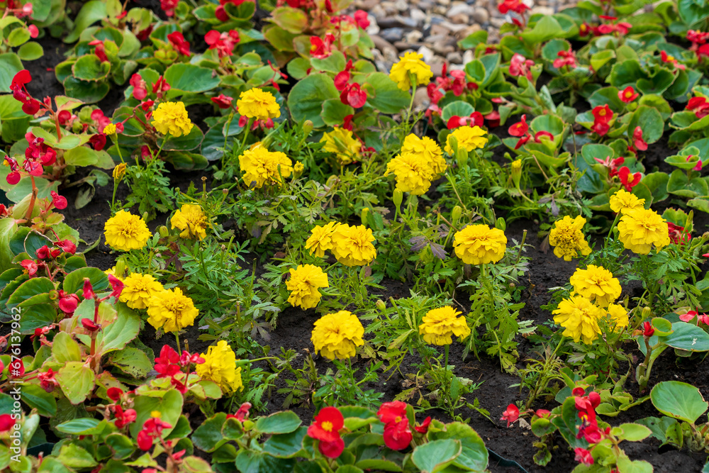 Flowers in a flower bed Marigolds. Greening the urban environment. Background with selective focus Flowers in a flower bed Marigolds. Greening the urban environment. Background with selective focus