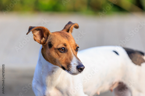 Cute Jack Russell Terrier dog on a blurred backdrop of an urban environment. Pet portrait with selective focus