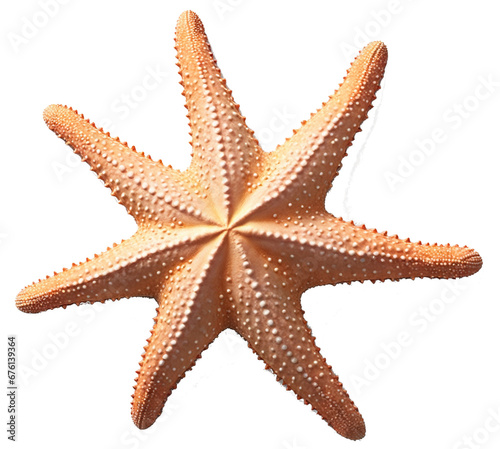 02 starfish