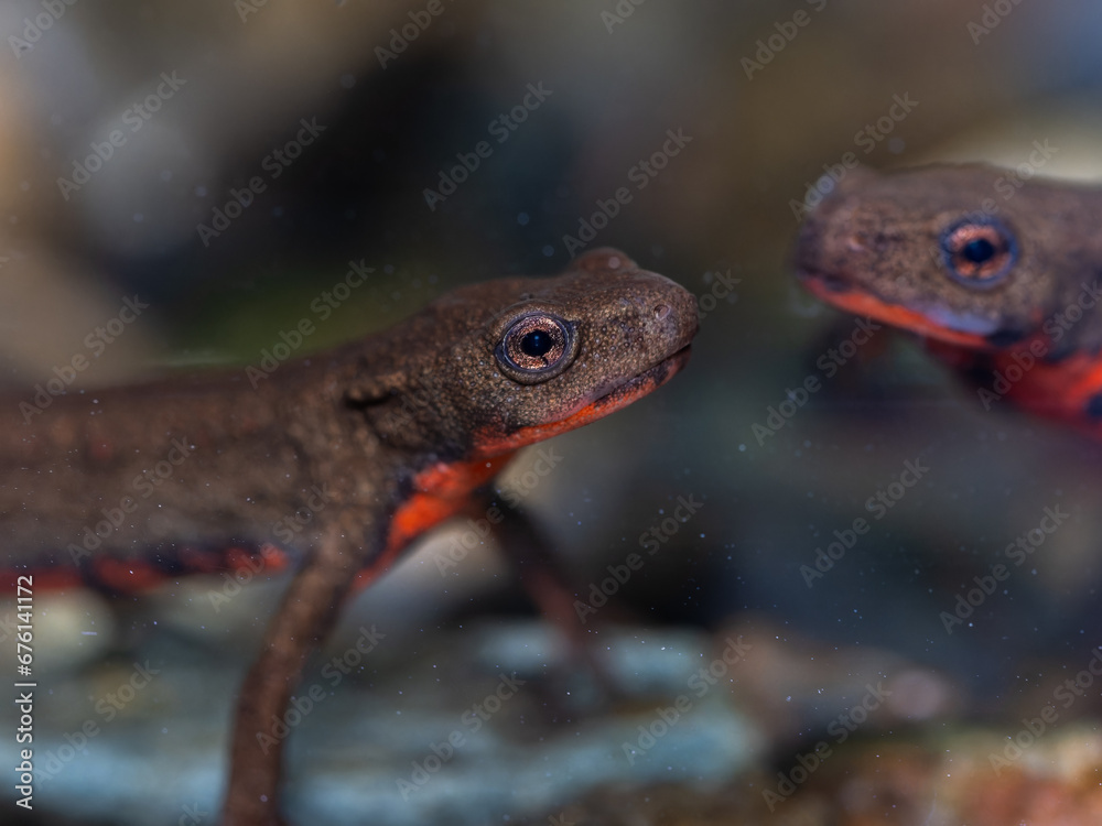 Obraz premium アカハライモリ