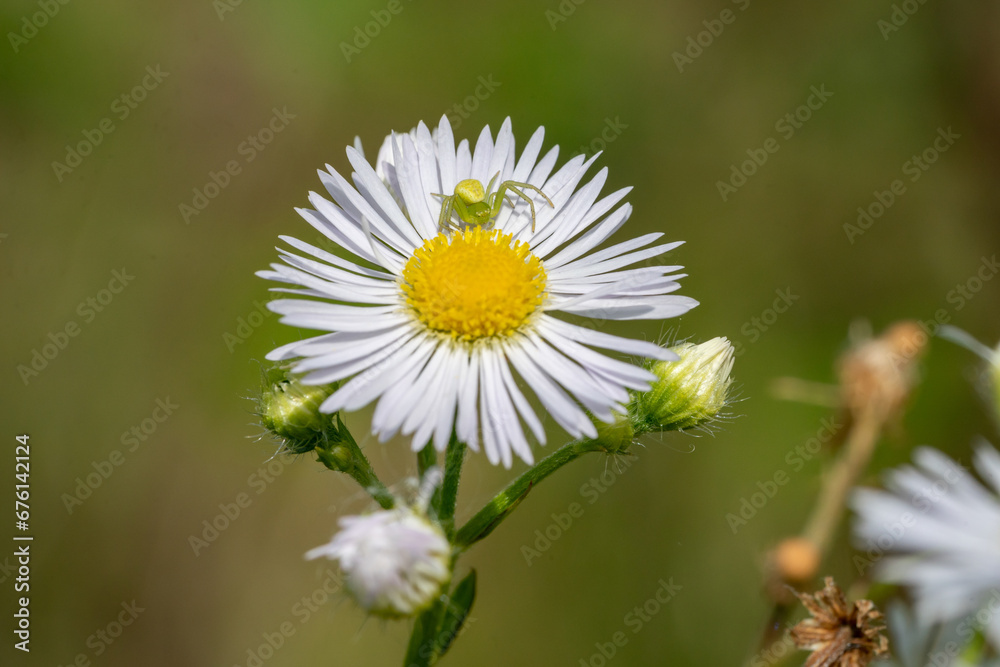 Obraz premium Veränderliche Krabbenspinne (Misumena vatia) lauert in einer Blüte auf Beute