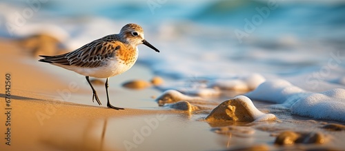 On a sunny day at the beach I saw a small dunlin a wader bird running along the shore as I walked and enjoyed birdwatching their wild and beautiful sea portrait photo