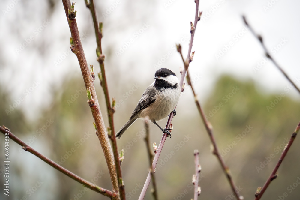 Black-Capped Chickadee Bird perches on a branch 