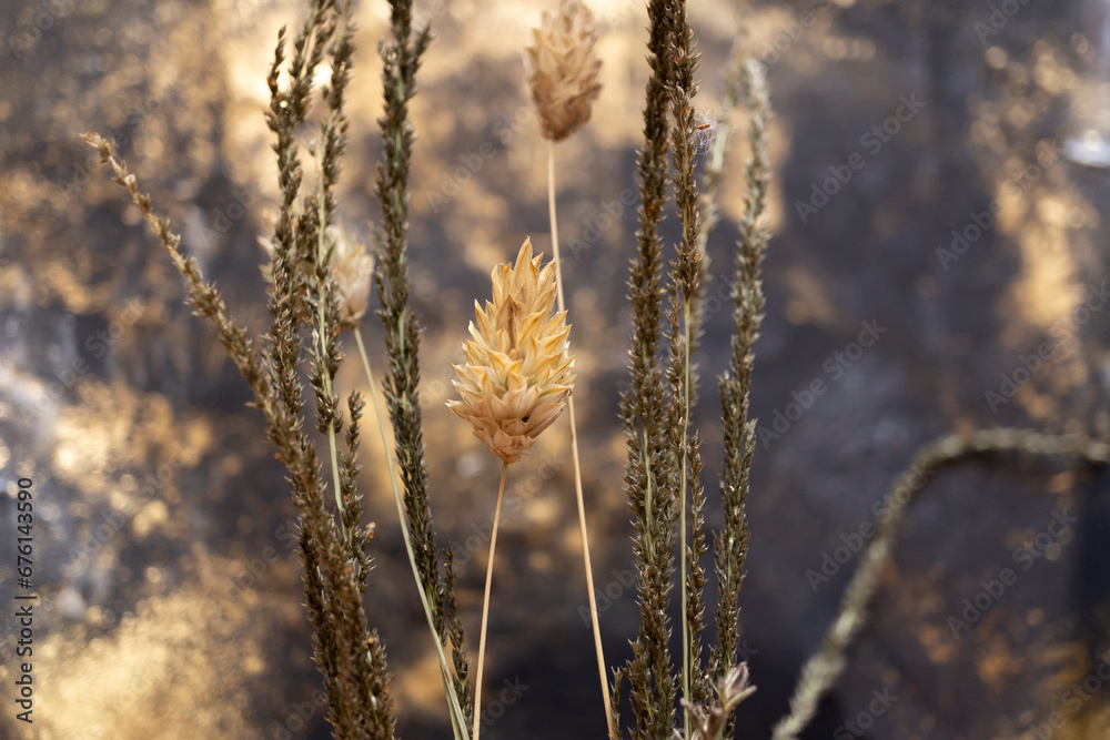 Fototapeta premium plantas secas silvestres con fondo desenfocado de manchas doradas