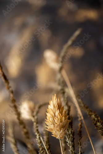 acercamiento de Phalaris canariensis junto con otras hierbas silvestres con fondo desenfocado negro y dorado