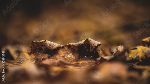 Dried brown Maple leaf sits on forest floor at the end of autumn, soft focus nature 