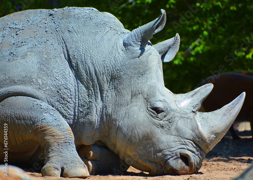 White rhinoceros or square-lipped rhinoceros is the largest extant species of rhinoceros. It has a wide mouth used for grazing and is the most social of all rhino species