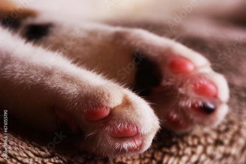 Paws of a sleeping kitten on a rug © valeriy555