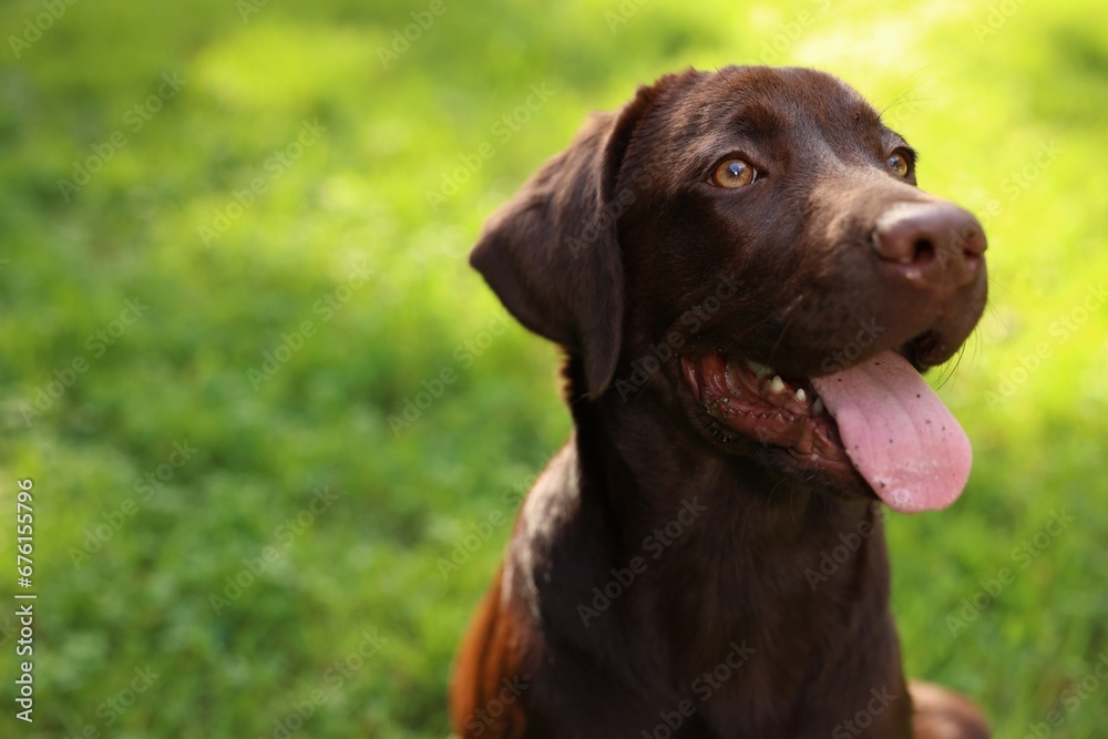 Adorable Labrador Retriever dog in park, closeup. Space for text Adorable Labrador Retriever dog in park, closeup. Space for text
