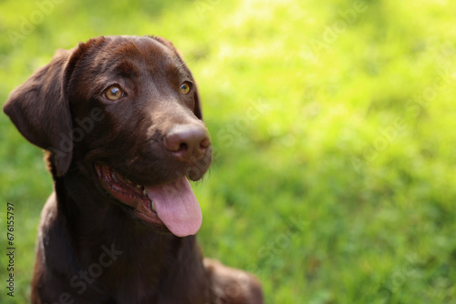 Adorable Labrador Retriever dog in park, closeup. Space for text