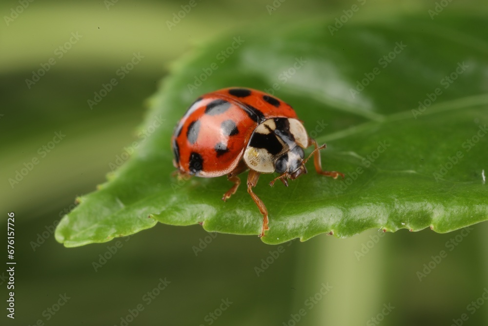 Ladybug on green leaf against blurred background, macro view Ladybug on green leaf against blurred background, macro view