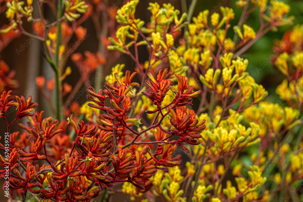 Red and Yellow Kangaroo Paws in bloom Red and Yellow Kangaroo Paws in bloom