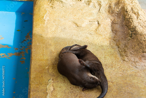 のんほいパーク動物園のコツメカワウソ達